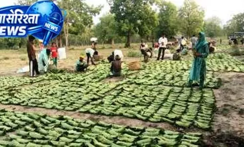 सुकमा में तेंदूपत्ता संग्रहण जारी, 35 हजार से अधिक बोरे का हुआ संग्रहण