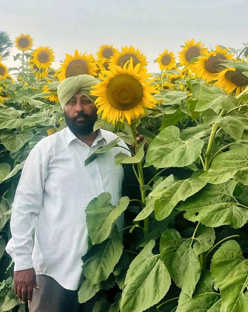 Ambala के किसानों की तिलहन में सफलता Ambala के किसानों की तिलहन में सफलता