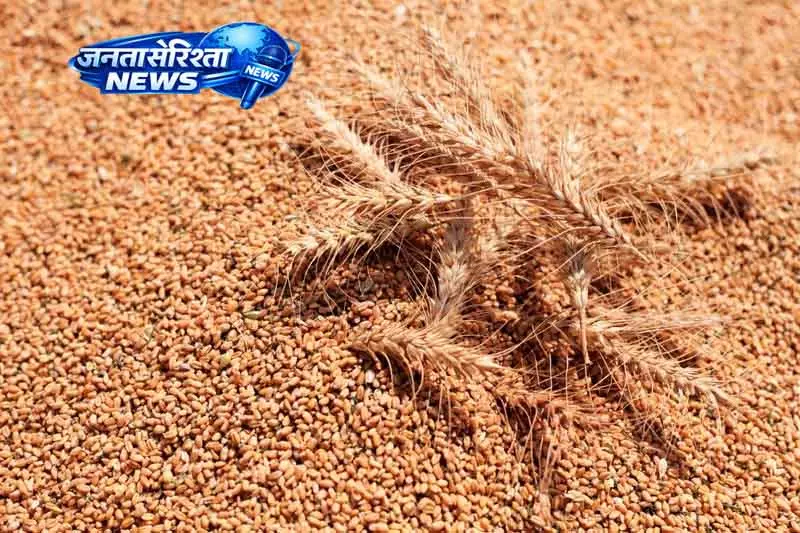 Karnal अनाज मंडियों में यूपी से गेहूं की आवक की जांच के आदेश Karnal अनाज मंडियों में यूपी से गेहूं की आवक की जांच के आदेश