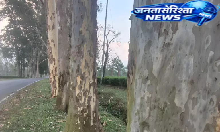 Assam : तिनसुकिया में ‘यूकेलिप्टस रोड’ पर खराब मौसम की वजह से पेड़ों का नुकसान Assam : तिनसुकिया में ‘यूकेलिप्टस रोड’ पर खराब मौसम की वजह से पेड़ों का नुकसान