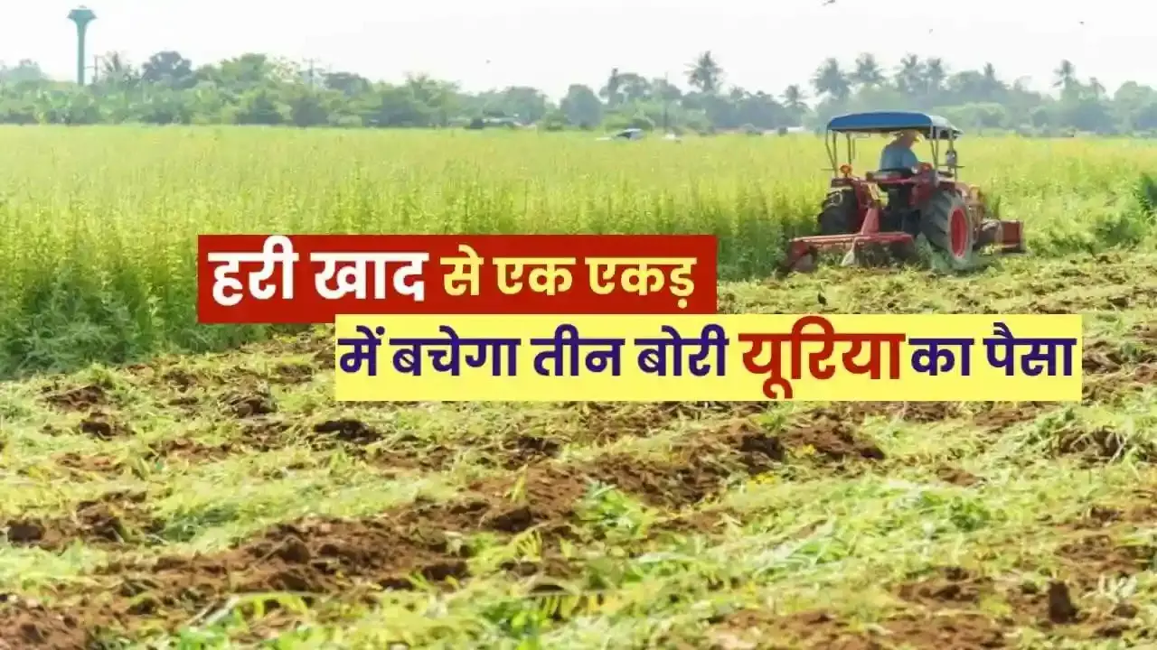 हरी खाद-खेती में बढ़ेगा उत्पादन, मिट्टी की सेहत होगी बेहतर हरी खाद-खेती में बढ़ेगा उत्पादन, मिट्टी की सेहत होगी बेहतर