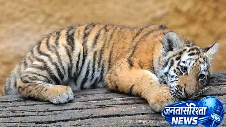 MP के कान्हा टाइगर रिजर्व में बाघिन की मौत, बच्चों का बचना मुश्किल MP के कान्हा टाइगर रिजर्व में बाघिन की मौत, बच्चों का बचना मुश्किल