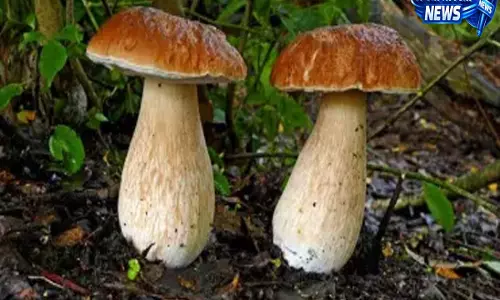 Assam: जंगली मशरूम के सेवन पर अलर्ट, डिब्रूगढ़ स्वास्थ्य विभाग ने जारी की चेतावनी Assam: जंगली मशरूम के सेवन पर अलर्ट, डिब्रूगढ़ स्वास्थ्य विभाग ने जारी की चेतावनी