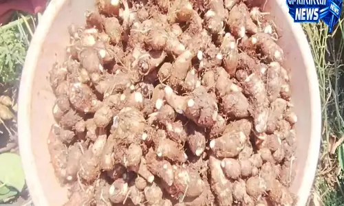 Telangana ने संगारेड्डी में उगाए गए ‘सज्जपुर चामगड्डा’ के लिए जीआई टैग मांगा Telangana ने संगारेड्डी में उगाए गए ‘सज्जपुर चामगड्डा’ के लिए जीआई टैग मांगा
