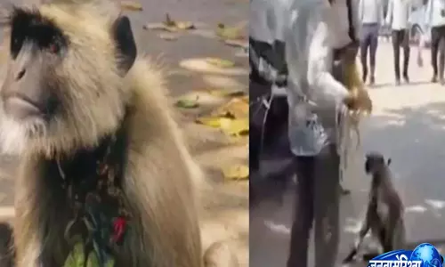 मिलिए गोलू से: कॉलेज में ₹12,000 में सिक्योरिटी गार्ड बने लंगूर की फोटो वायरल, अब आज़ाद