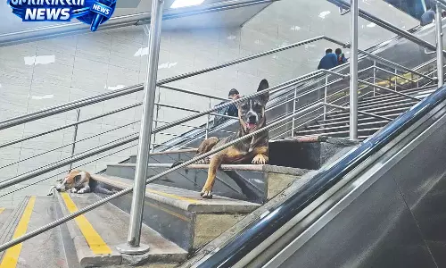 Chennai में आवारा कुत्तों का कहर, पब्लिक जगहें असुरक्षित