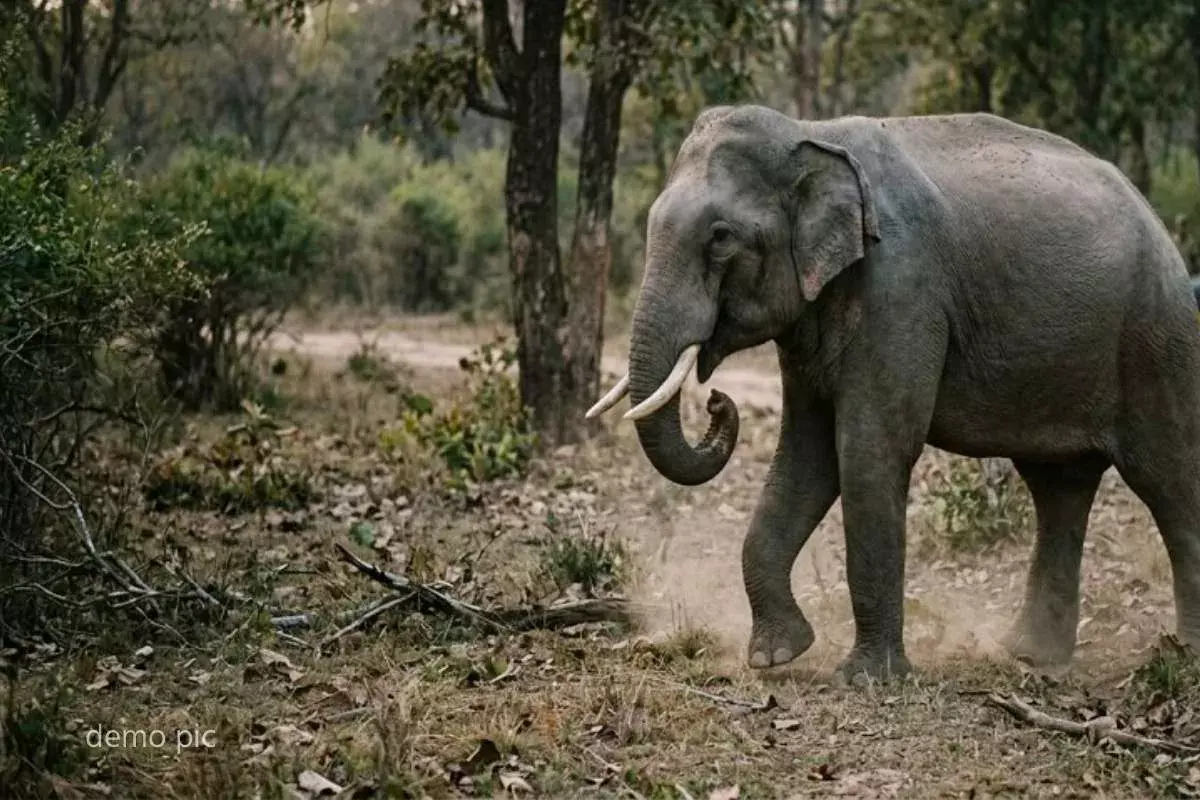 Anuppur: जंगली हाथी के हमले में युवती की मौत Anuppur: जंगली हाथी के हमले में युवती की मौत
