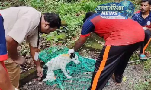 Kerala : रेबीज़ के बाद स्ट्रीट डॉग्स का बड़ा वैक्सीनेशन अभियान शुरू Kerala : रेबीज़ के बाद स्ट्रीट डॉग्स का बड़ा वैक्सीनेशन अभियान शुरू