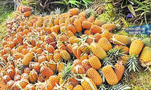 Udupi : अनानास की मांग में गिरावट,किसानों को मुश्किलों का सामना करना पड़ रहा Udupi : अनानास की मांग में गिरावट,किसानों को मुश्किलों का सामना करना पड़ रहा