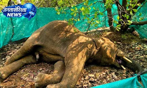 Balangir district में हाथी का शव काजू के बाग में पड़ा मिला Balangir district में हाथी का शव काजू के बाग में पड़ा मिला
