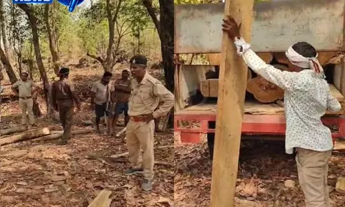 वन विभाग की बड़ी कार्रवाई: जंगल में दबिश, डेढ़ लाख की अवैध लकड़ी जब्त