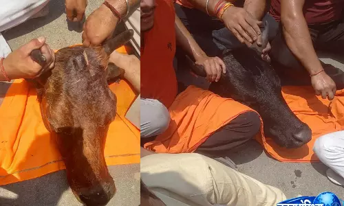 गौहत्या की वारदात से भड़के ग्रामीण, 3-4 गौवंश के शव मिलने से हड़कंप गौहत्या की वारदात से भड़के ग्रामीण, 3-4 गौवंश के शव मिलने से हड़कंप