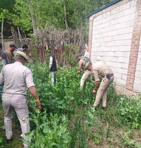 जम्मू-कश्मीर: सोपोर में अफीम की खेती करने वालों पर पुलिस की बड़ी कार्रवाई, नष्ट की फसल जम्मू-कश्मीर: सोपोर में अफीम की खेती करने वालों पर पुलिस की बड़ी कार्रवाई, नष्ट की फसल