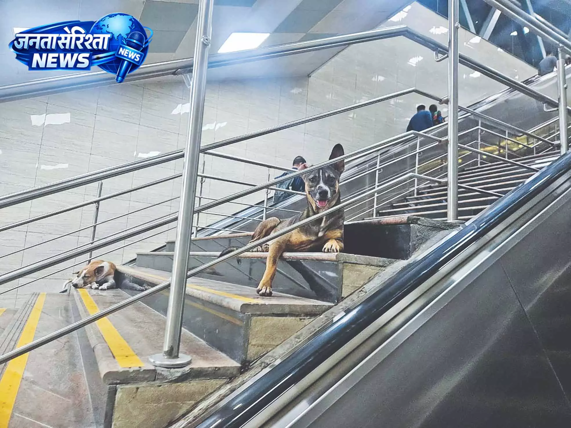 Chennai में आवारा कुत्तों का कहर, पब्लिक जगहें असुरक्षित Chennai में आवारा कुत्तों का कहर, पब्लिक जगहें असुरक्षित