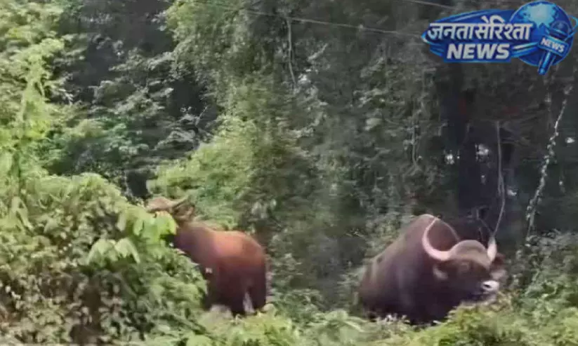 Kolayad : पंचायत में जंगली भैंसों का आतंक, ग्रामीण इलाकों में दहशत का माहौल Kolayad : पंचायत में जंगली भैंसों का आतंक, ग्रामीण इलाकों में दहशत का माहौल