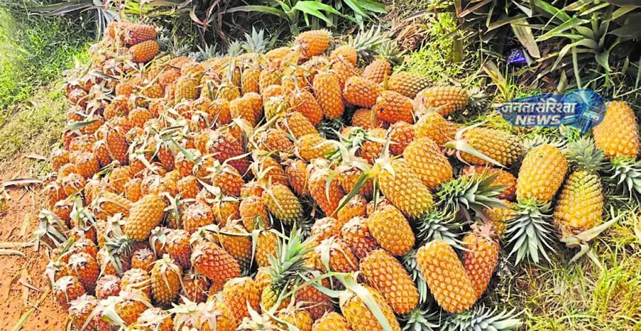 Udupi : अनानास की मांग में गिरावट,किसानों को मुश्किलों का सामना करना पड़ रहा Udupi : अनानास की मांग में गिरावट,किसानों को मुश्किलों का सामना करना पड़ रहा