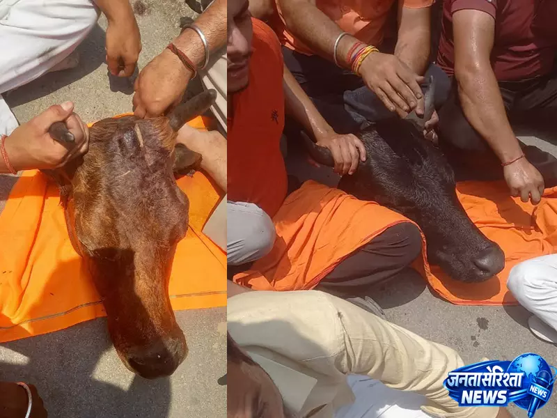 गौहत्या की वारदात से भड़के ग्रामीण, 3-4 गौवंश के शव मिलने से हड़कंप गौहत्या की वारदात से भड़के ग्रामीण, 3-4 गौवंश के शव मिलने से हड़कंप