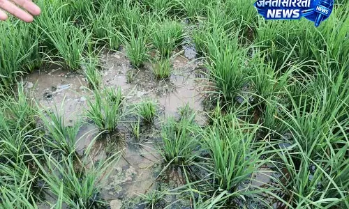 Ludhiana में चावल की बौनेपन बीमारी पर ऑनलाइन प्रशिक्षण आयोजित