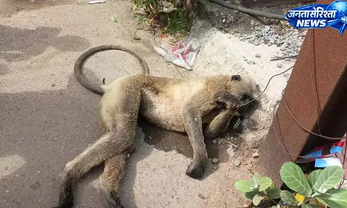 CG: हाईटेंशन तार की चपेट में आया बंदर, मौके पर मौत CG: हाईटेंशन तार की चपेट में आया बंदर, मौके पर मौत