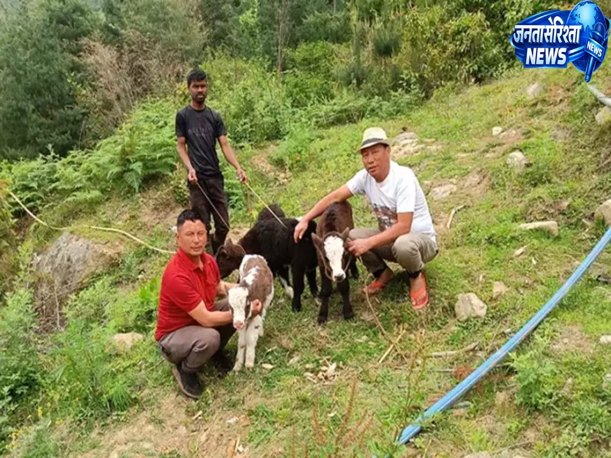 Dirang: एक आदमी ने सस्टेनेबल आजीविका को बढ़ावा देने के लिए याक के बछड़ों को गोद लिया Dirang: एक आदमी ने सस्टेनेबल आजीविका को बढ़ावा देने के लिए याक के बछड़ों को गोद लिया