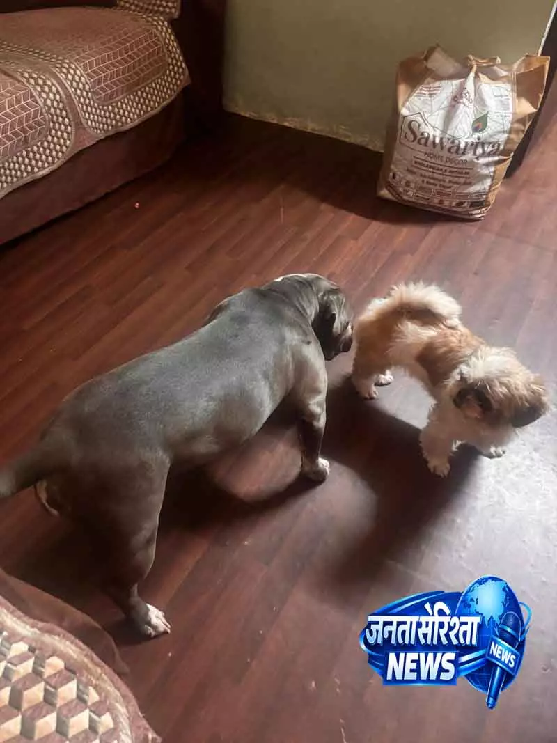 Delhi: चोरी की आरोपी नौकरानी पकड़ी गई, कुत्तों के किले का किया इस्तेमाल Delhi: चोरी की आरोपी नौकरानी पकड़ी गई, कुत्तों के किले का किया इस्तेमाल