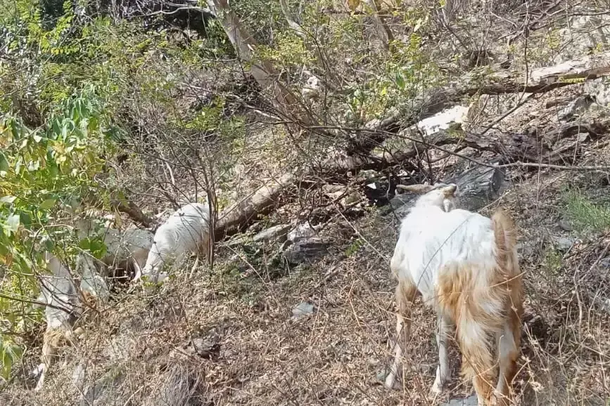 Dehradun: सरकारी योजना से बदली पूजा कंडारी की जिंदगी Dehradun: सरकारी योजना से बदली पूजा कंडारी की जिंदगी
