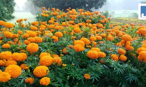 किसान ने पेश की सफलता की मिसाल, 22 हजार के बदले कमाए 3 लाख किसान ने पेश की सफलता की मिसाल, 22 हजार के बदले कमाए 3 लाख