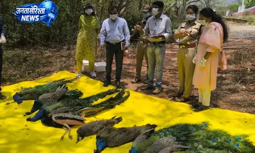 Tumakuru में बर्ड फ्लू की पुष्टि, 40 से अधिक मोरों की मौत से हड़कंप Tumakuru में बर्ड फ्लू की पुष्टि, 40 से अधिक मोरों की मौत से हड़कंप