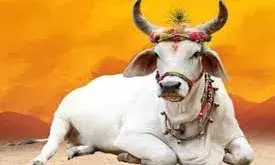 Farrukhabad: गौ माता को राष्ट्र माता घोषित करने की मांग तेज Farrukhabad: गौ माता को राष्ट्र माता घोषित करने की मांग तेज