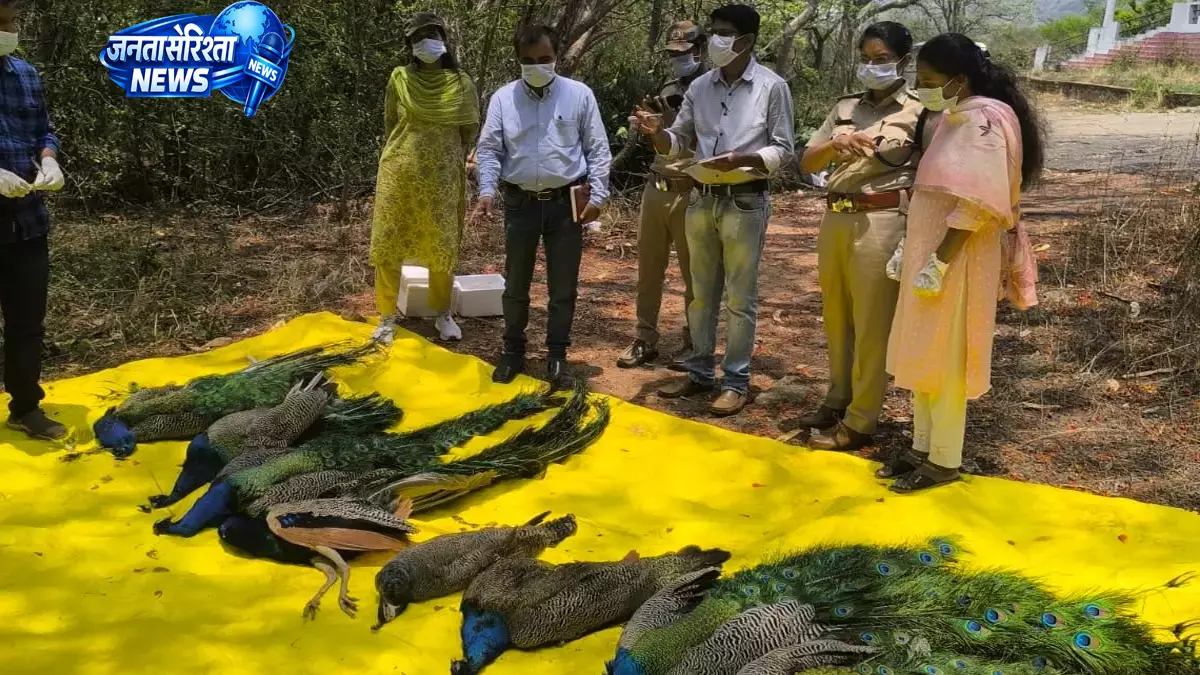 Tumakuru में बर्ड फ्लू की पुष्टि, 40 से अधिक मोरों की मौत से हड़कंप Tumakuru में बर्ड फ्लू की पुष्टि, 40 से अधिक मोरों की मौत से हड़कंप