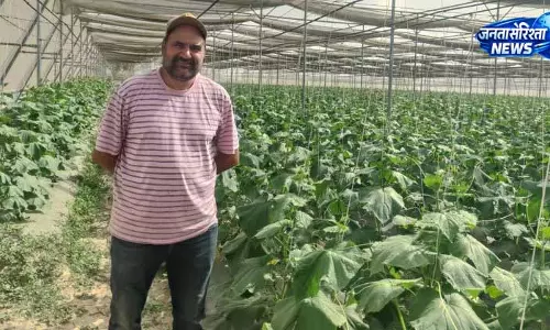 Punjab का किसान खीरे की खेती में बना मिसाल Punjab का किसान खीरे की खेती में बना मिसाल