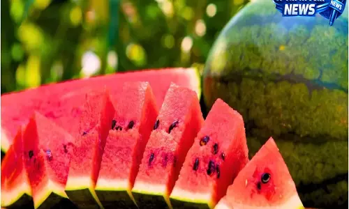 मिलावटी तरबूज की पहचान कैसे करें: स्वास्थ्य जोखिमों के बीच जरूरी सावधानियां मिलावटी तरबूज की पहचान कैसे करें: स्वास्थ्य जोखिमों के बीच जरूरी सावधानियां