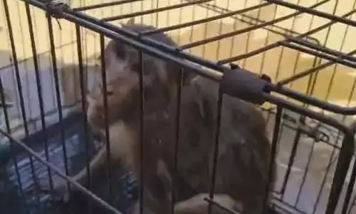 बंदर घर में घुसा, मोहल्ले के लोगों ने कुत्ते से बचाया बंदर घर में घुसा, मोहल्ले के लोगों ने कुत्ते से बचाया