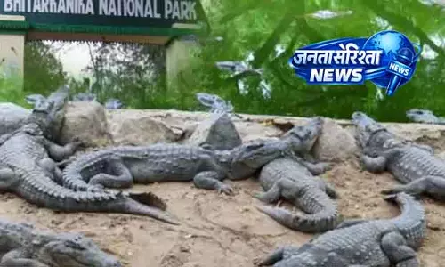 Bhitarkanika राष्ट्रीय उद्यान मगरमच्छों के घोंसला बनाने के मौसम के लिए बंद Bhitarkanika राष्ट्रीय उद्यान मगरमच्छों के घोंसला बनाने के मौसम के लिए बंद