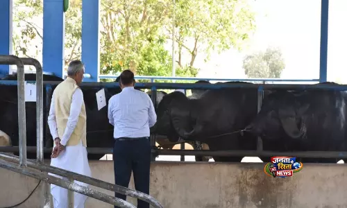 Gujarat: मादा बछड़ों के जन्म के लिए पशुपालक अपना रहे ‘सेक्सड सीमेन’ तकनीक Gujarat: मादा बछड़ों के जन्म के लिए पशुपालक अपना रहे ‘सेक्सड सीमेन’ तकनीक
