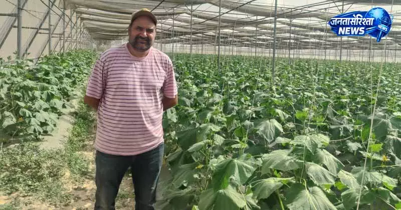Punjab का किसान खीरे की खेती में बना मिसाल Punjab का किसान खीरे की खेती में बना मिसाल