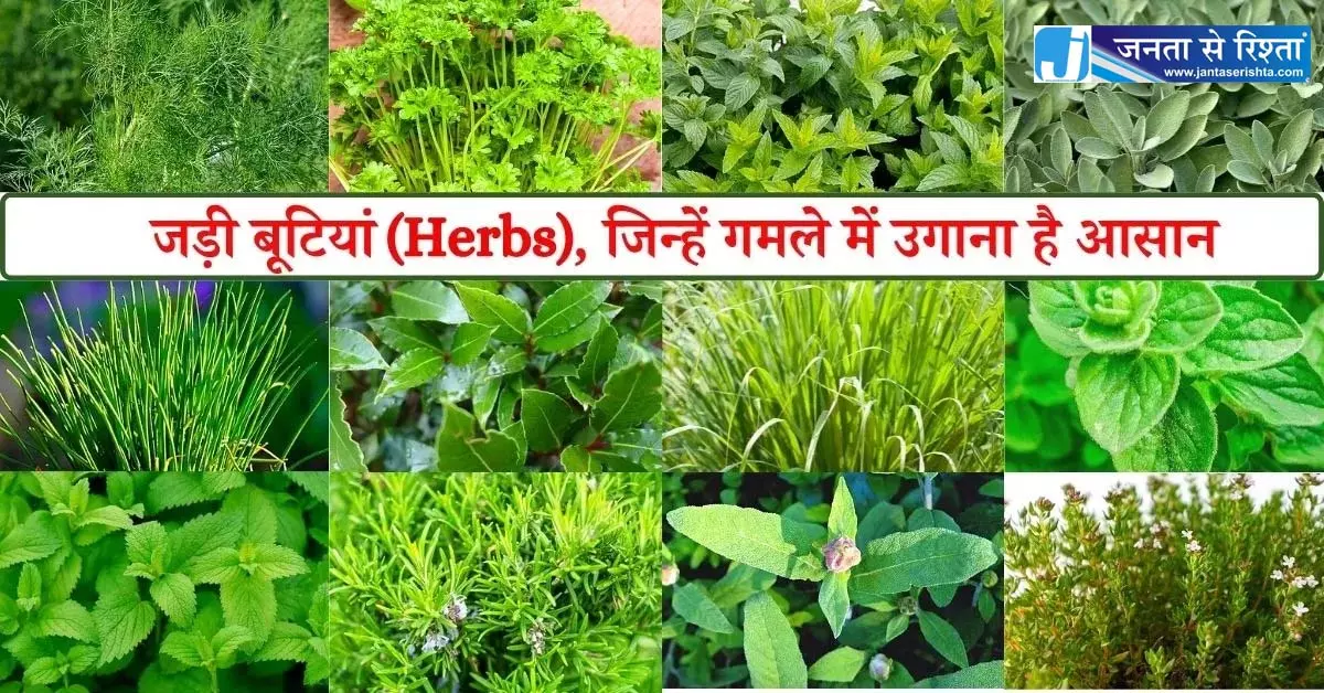 छत्तीसगढ़ की जड़ी-बूटियों से महकेगा नारी शक्ति का स्वावलंबन छत्तीसगढ़ की जड़ी-बूटियों से महकेगा नारी शक्ति का स्वावलंबन
