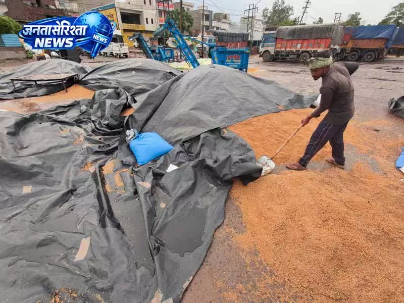 Ludhiana में अनाज बाजार की निर्माण खामियां बारिश में आईं सामने Ludhiana में अनाज बाजार की निर्माण खामियां बारिश में आईं सामने