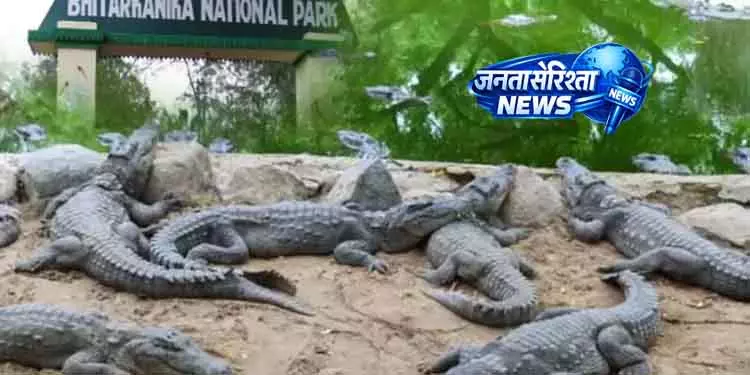 Bhitarkanika राष्ट्रीय उद्यान मगरमच्छों के घोंसला बनाने के मौसम के लिए बंद Bhitarkanika राष्ट्रीय उद्यान मगरमच्छों के घोंसला बनाने के मौसम के लिए बंद