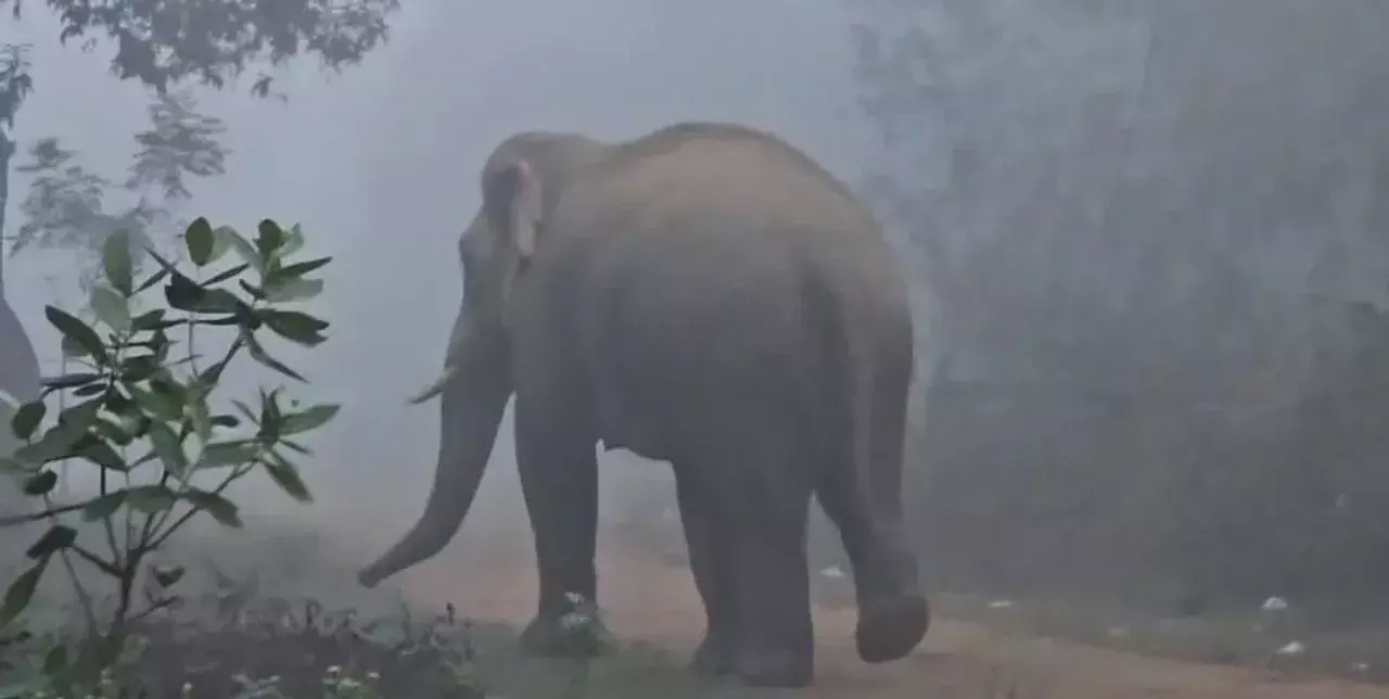 Odisha के नरसिंहपुर जंगल में फिर मिला हाथी का शव Odisha के नरसिंहपुर जंगल में फिर मिला हाथी का शव
