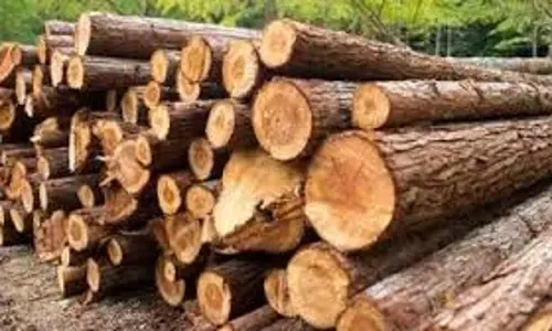 Pulwama: पुलवामा में अवैध लकड़ी तस्करी का प्रयास विफल Pulwama: पुलवामा में अवैध लकड़ी तस्करी का प्रयास विफल