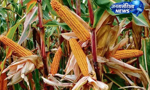 Punjab में मक्का उत्पादन बढ़ाने के लिए योजना का विस्तार Punjab में मक्का उत्पादन बढ़ाने के लिए योजना का विस्तार