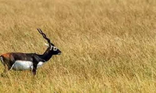 Dholpur: वन्यजीव सर्वेक्षण में काले हिरणों की बड़ी संख्या दर्ज Dholpur: वन्यजीव सर्वेक्षण में काले हिरणों की बड़ी संख्या दर्ज