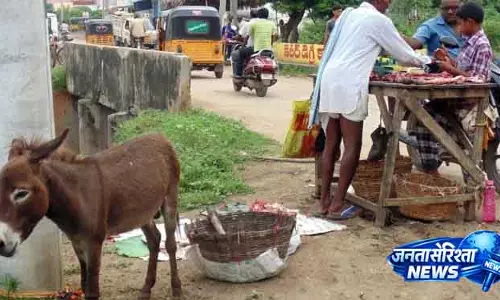 Pakistan ने चीन को गधे के मांस के एक्सपोर्ट की मंजूरी दी
