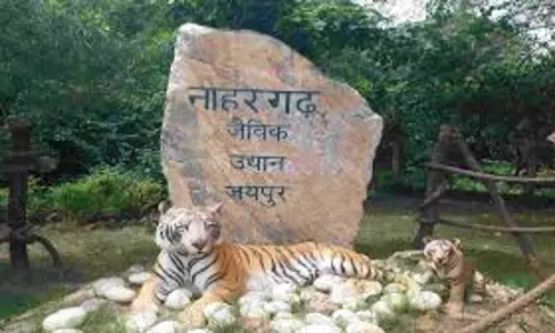 Jaipur: नाहरगढ़ पार्क में मादा बाघ चमेली ने दिया शावक को जन्म Jaipur: नाहरगढ़ पार्क में मादा बाघ चमेली ने दिया शावक को जन्म