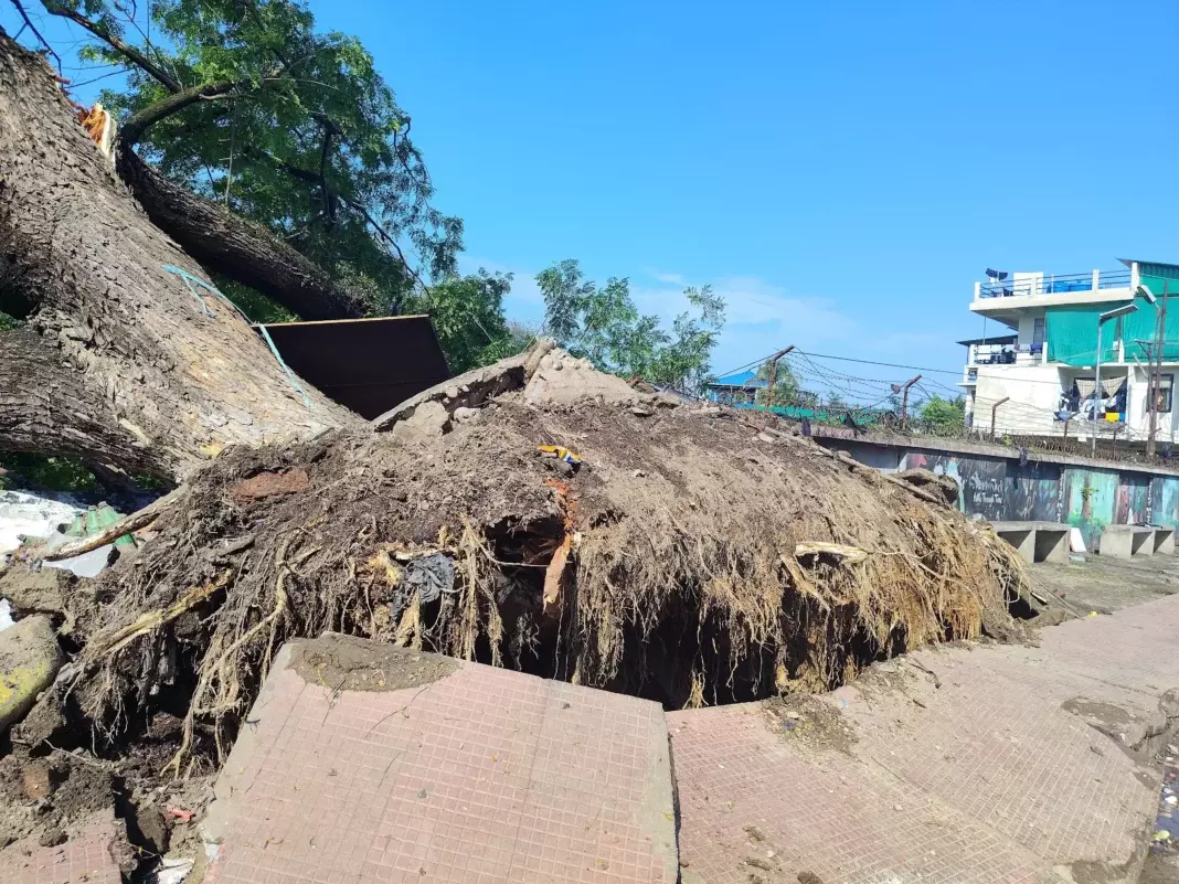 Nagaland: बड़े पेड़ गिरने से दीमापुर क्लब की प्रॉपर्टी को नुकसान