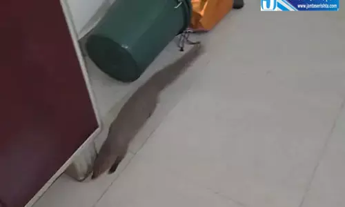 नेवला ने घर में फैलाई दहशत, सहमा परिवार