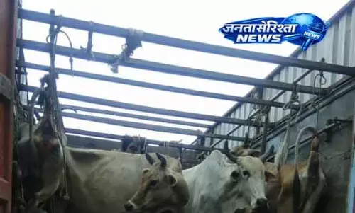 Balasore: कथित अवैध मवेशी तस्करी को लेकर वैन में आग लगा दी गई Balasore: कथित अवैध मवेशी तस्करी को लेकर वैन में आग लगा दी गई