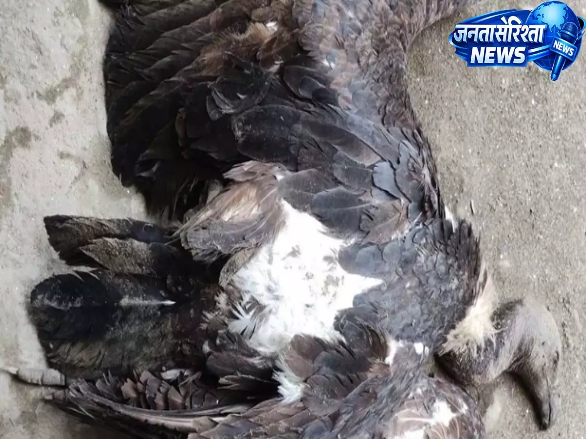 Assam: लखीमपुर में चार सफेद-पूंछ गिद्ध मृत मिले, ज़हर देने की आशंका Assam: लखीमपुर में चार सफेद-पूंछ गिद्ध मृत मिले, ज़हर देने की आशंका
