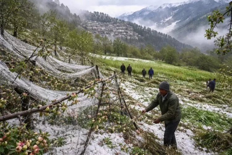 Uttarkashi: ओलावृष्टि ने उत्तरकाशी के किसानों की बढ़ाई चिंता Uttarkashi: ओलावृष्टि ने उत्तरकाशी के किसानों की बढ़ाई चिंता